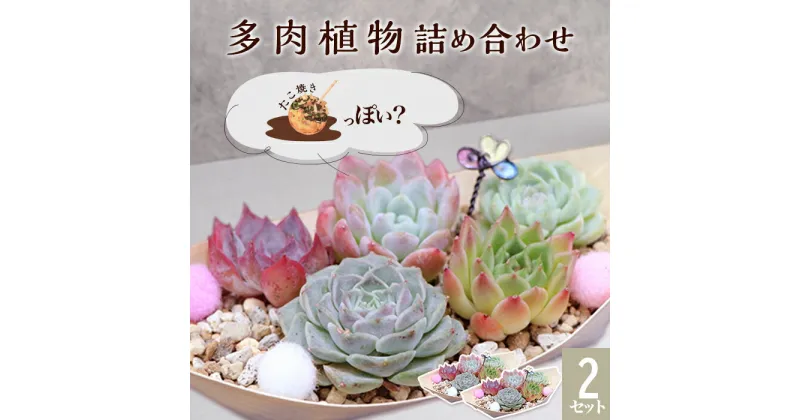 【ふるさと納税】多肉植物 人気 詰め合わせ 寄せ植え インテリア 自然 可愛い ナチュラル 緑 初心者 おすすめ たこ焼き 風 462 多肉植物たにこ焼き（ななしさん） 2セット