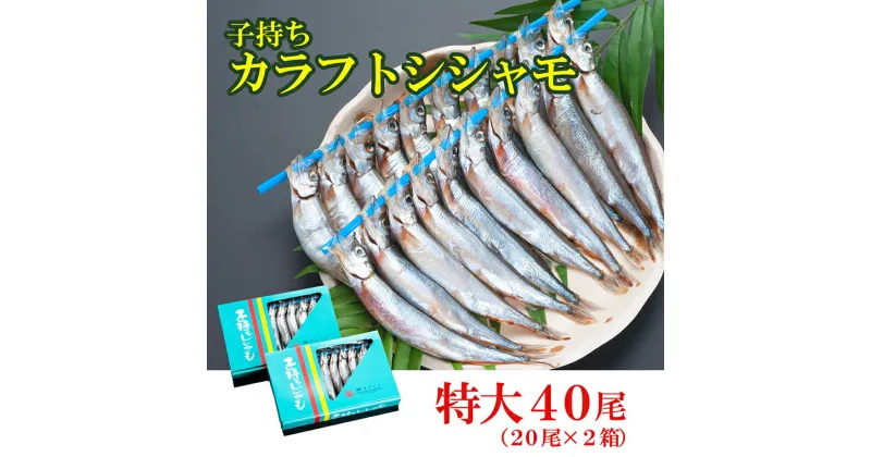 【ふるさと納税】ししゃも 子持ち カラフトシシャモ 特大 40尾（20尾×2箱） 子持ちシシャモ カラフトししゃも 大洗 すぐ発送