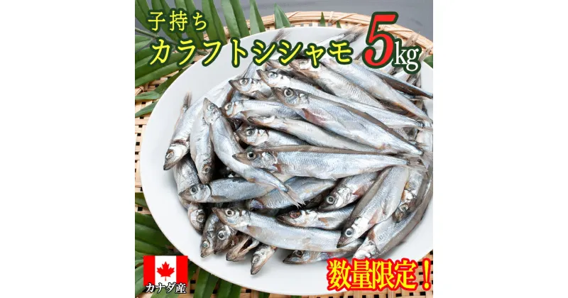 【ふるさと納税】 【数量限定】 子持ち カラフトシシャモ 5kg（500g×10袋）訳あり シシャモ カラフトししゃも 大洗 規格外 訳アリ わけあり 傷 すぐ発送