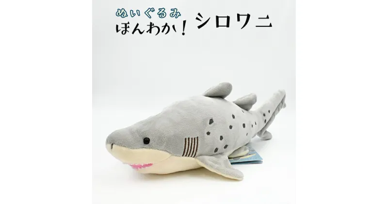 【ふるさと納税】ぬいぐるみ シロワニ アクアワールド 大洗 オリジナル サメ グッズ 茨城 水族館 さめ 鮫 限定