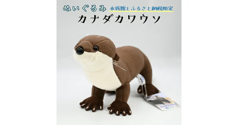 【ふるさと納税】ぬいぐるみ カワウソ アクアワールド 大洗 オリジナル グッズ 茨城 水族館 カナダカワウソ かわうそ 限定