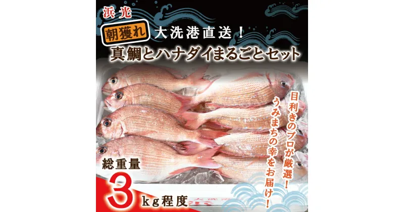 【ふるさと納税】【楽天限定】 朝獲れ 大洗港直送 真鯛 ハナダイ まるごとセット 3kg (総重量) 天然 鮮度抜群 獲れたて 刺身 寿司 産地直送 鮮魚ボックス 魚介類 魚 さかな 茨城県 大洗町 地魚 鮮魚