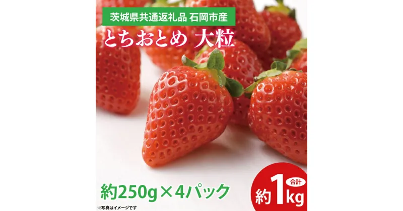 【ふるさと納税】とちおとめ 大粒 約1kg (約250g×4パック) 『2025年1月上旬～3月下旬頃に順次発送予定 』【茨城県共通返礼品 石岡市産】 いちご 苺 イチゴ くだもの 果物 フルーツ 茨城県産 特産品（EF002）