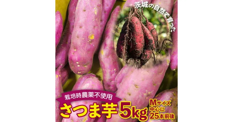 【ふるさと納税】さつまいも　紅はるか　栽培期間中農薬不使用栽培　5kg【配送不可地域：離島】【1358825】