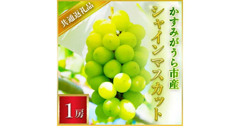 【ふるさと納税】【2024年7月より順次発送予定】シャインマスカット　1房(県内共通返礼品:かすみがうら市産)【配送不可地域：離島・沖縄県】【1400961】