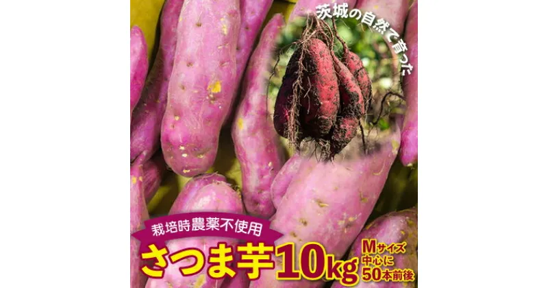 【ふるさと納税】さつまいも　紅はるか　栽培期間中農薬不使用栽培　10kg【配送不可地域：離島】【1359579】