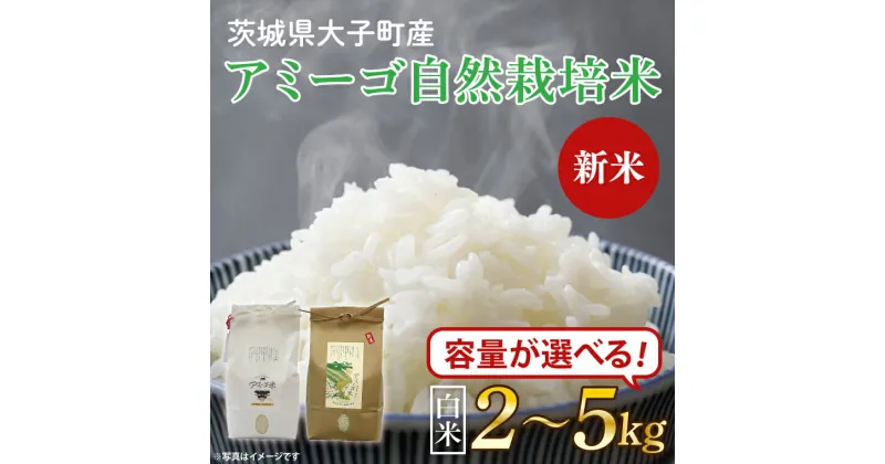 【ふるさと納税】【選べる】【新米先行予約】アミーゴ米コシヒカリ（6年目）2kg～5kg 茨城県 大子町 米 自然栽培米(CA001-1)