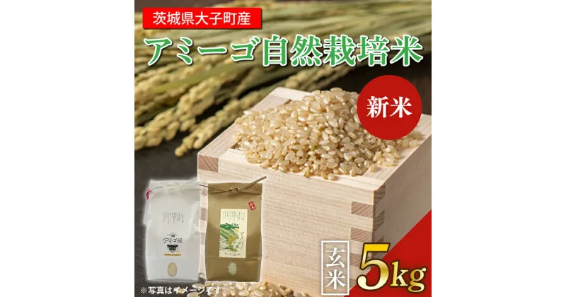 【ふるさと納税】【新米先行予約】アミーゴ米コシヒカリ（6年目）玄米5kg 茨城県 大子町 米 自然栽培米(CA006)