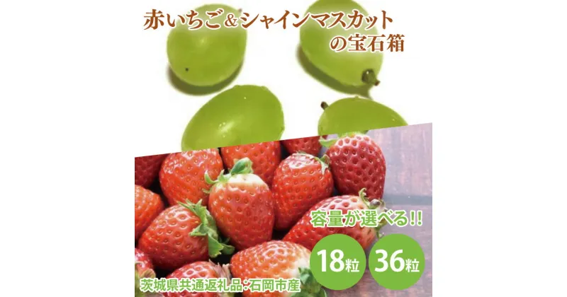 【ふるさと納税】【選べる】赤いちごとシャインマスカットの宝石箱 18粒・36粒（茨城県共通返礼品：石岡市産とかすみがうら市産）　※2024年12月初旬～2025年1月下旬頃に順次発送予定（CD009）