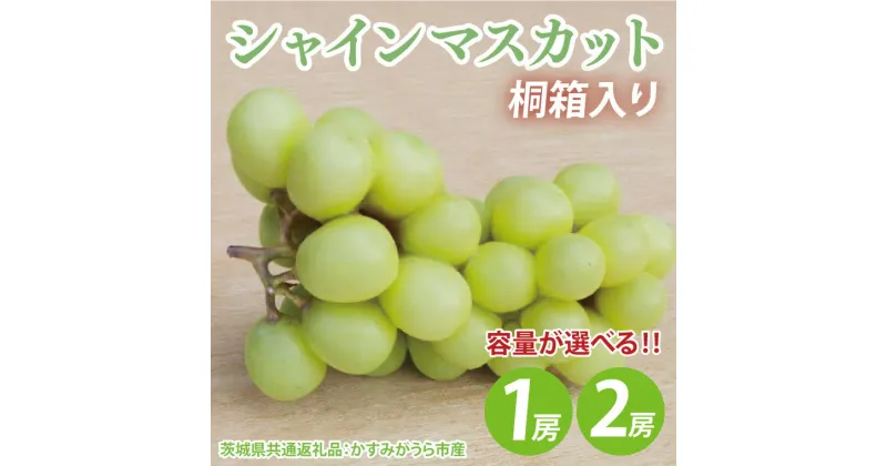 【ふるさと納税】【選べる】シャインマスカット桐箱入り1房～2房（茨城県共通返礼品：かすみがうら市産）※2024年8月初旬～2025年1月下旬頃に順次発送予定（CD041）