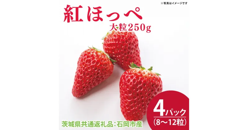 【ふるさと納税】【先行予約】紅ほっぺ 大粒250g（8～12粒）×4パック（茨城県共通返礼品：石岡市産）合計約1kg　※2024年12月初旬～2025年3月下旬頃に順次発送予定(CD002)