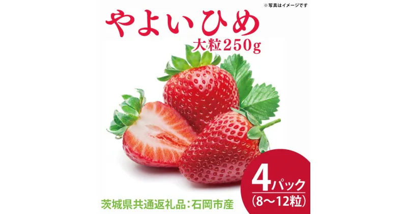 【ふるさと納税】【先行予約】やよいひめ 大粒250g（8～12粒）×4パック（茨城県共通返礼品：石岡市産）合計約1kg　※2024年12月初旬～2025年3月下旬頃に順次発送予定(CD003)