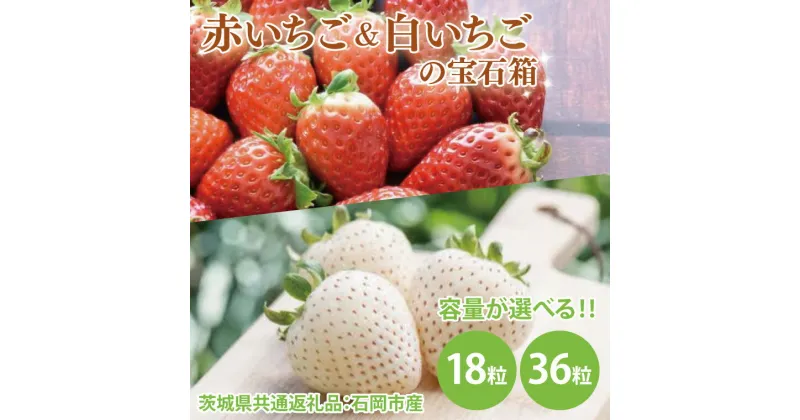 【ふるさと納税】【先行予約】【選べる内容量】赤いちごと白いちごの宝石箱 18粒・36粒（茨城県共通返礼品：石岡市産）　※2024年12月初旬～2025年3月下旬頃に順次発送予定