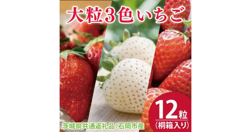 【ふるさと納税】【先行予約】桐箱入り 大粒3色いちご 12粒（茨城県共通返礼品：石岡市産）※2024年12月初旬～2025年3月下旬頃に順次発送予定（CD013）