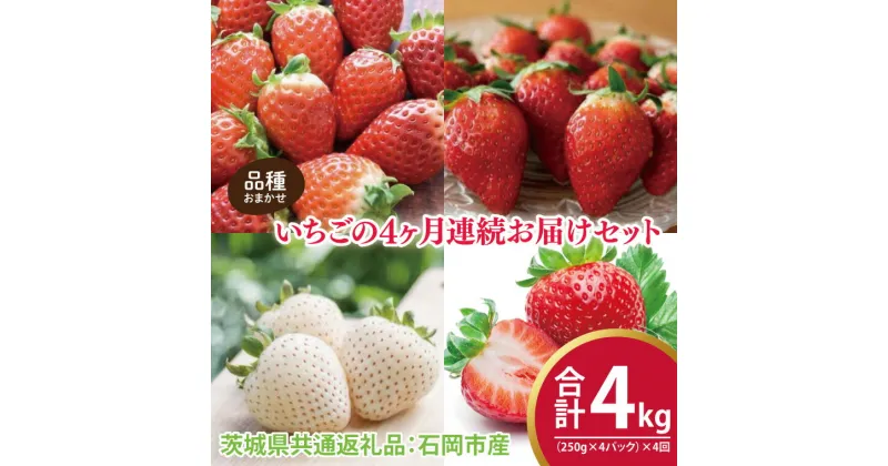 【ふるさと納税】【先行予約】【4ヶ月定期便】いちごの4ヶ月連続お届けセット（250g×4パック）×4回（茨城県共通返礼品：石岡市産）※2024年12月初旬～2025年3月下旬頃に順次発送予定（CD018）