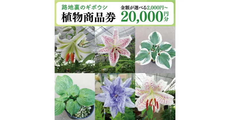 【ふるさと納税】【選べる】53-01 「路地裏のギボウシ」商品券【植物 希少 品種 多肉植物 利用券 利用チケット 茨城県 阿見町】