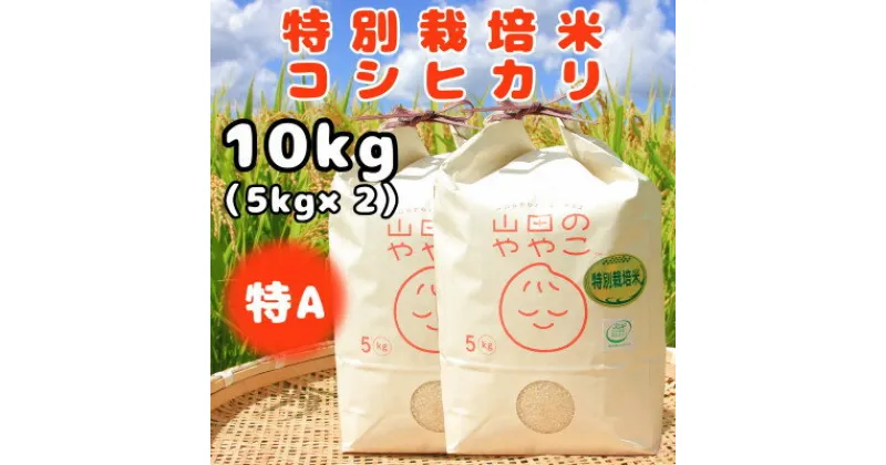 【ふるさと納税】令和6年産『山田のややこ』特別栽培米コシヒカリ(精米)10kg(5kg×2袋)【配送不可地域：離島・沖縄県】【1430877】