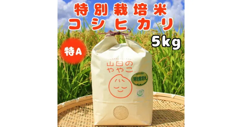 【ふるさと納税】令和6年産『山田のややこ』特別栽培米コシヒカリ(精米)5kg【配送不可地域：離島・沖縄県】【1439702】