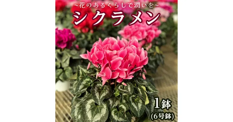 【ふるさと納税】【 先行予約 11月下旬より順次発送 】 シクラメン 6号鉢 1鉢 ～ 花のあるくらしで潤いを～お花 鉢植 ギフト クリスマス プレゼント 鉢花 フラワーギフト おまかせ 贈答