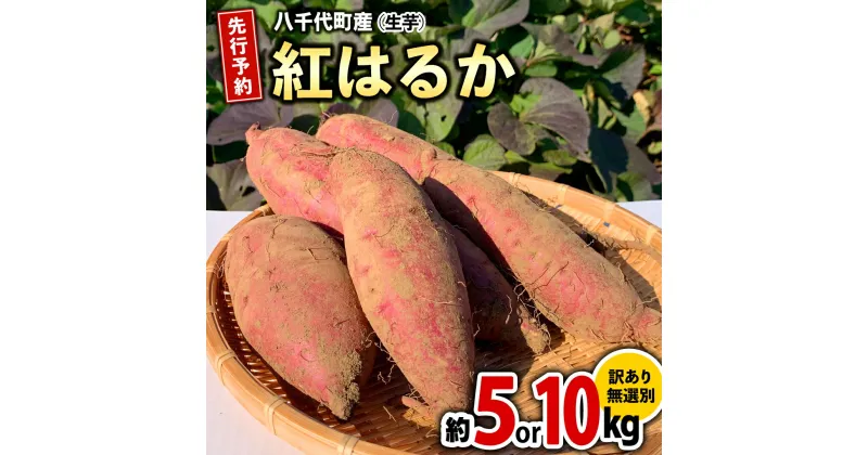 【ふるさと納税】訳あり さつまいも 紅はるか ( 選べる 約 5kg /約 10kg ) 土付き 無選別 茨城 八千代町産 生芋 サツマイモ さつま芋 焼き芋 やきいも 芋 イモ 野菜 不揃い 規格外 長期熟成 おやつ デザート 秋 旬 農家直送 【 先行予約 2024年10月下旬以降発送 】