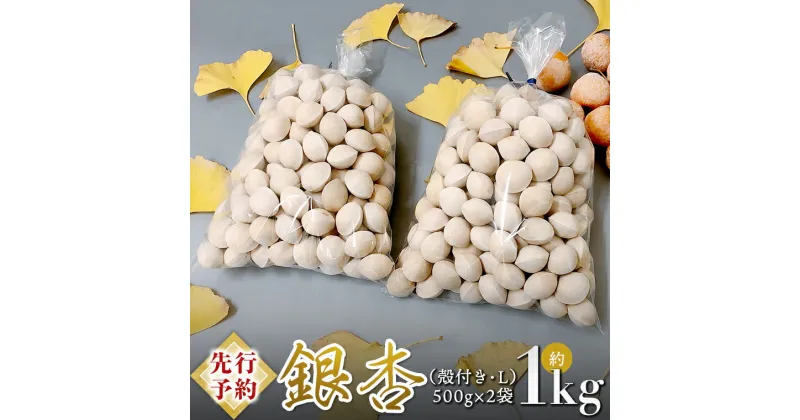 【ふるさと納税】【 先行予約 2024年10月上旬以降発送 】銀杏 ぎんなん 約1kg ( 殻付き ・ L )　500g × 2袋 イチョウ 秋 美味 栄養満点 健康 高血圧予防 むくみ改善 疲労回復 美肌