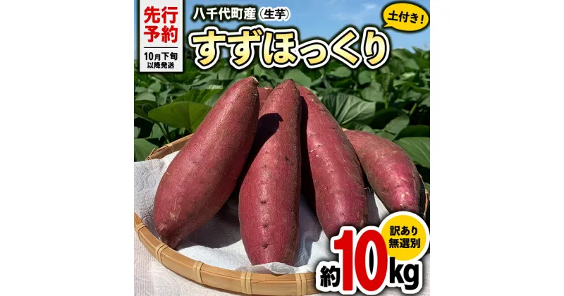 【ふるさと納税】【 先行予約 2024年10月下旬以降発送 】 訳あり 茨城 八千代町産 さつまいも すずほっくり 土付き 無選別 生芋 約 10kg 農家直送 熟成 イモ 芋 いも おやつ デザート 秋