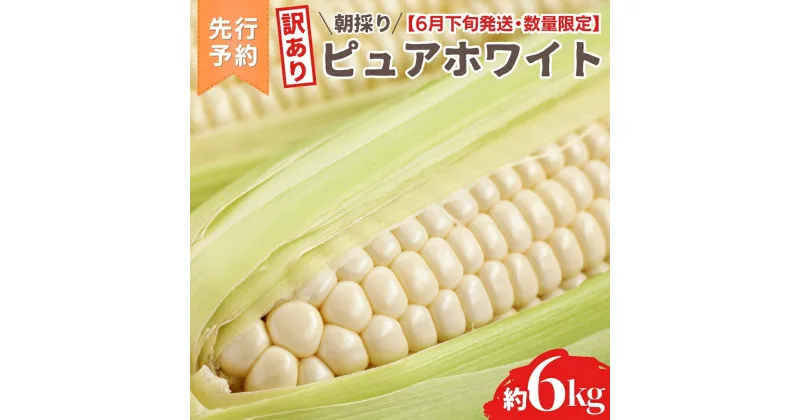 【ふるさと納税】【 訳あり 】【 令和7年産 】【先行予約 2025年6月下旬以降発送 】【数量限定】 朝採り 白い とうもろこし ピュアホワイト 約6kg トウモロコシ コーン 旬 BBQ バーベキュー 夏野菜 甘い 期間限定 ふるさと納税 6000円