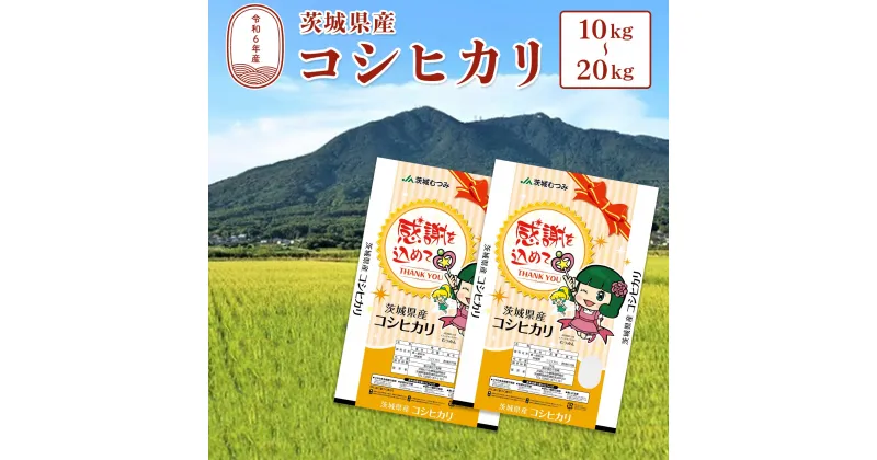 【ふるさと納税】令和6年産 茨城県産 コシヒカリ 白米 10kg (5kg×2袋) 20kg(10kg×2袋) JA 茨城むつみ ｜新米 米 お米 精米 ブランド米 こしひかり