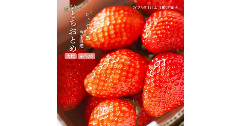 【ふるさと納税】【2025年1月より発送】いちご専門農家直送！朝摘み収穫したての完熟とちおとめ4パック1箱