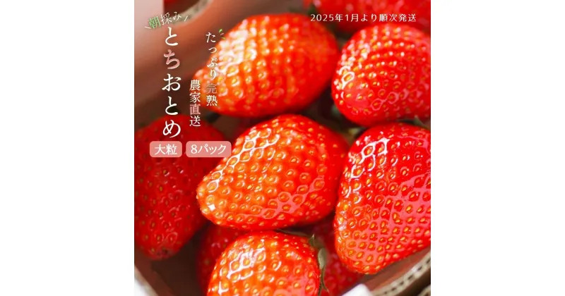 【ふるさと納税】【2025年1月より発送】いちご専門農家直送！朝摘み収穫したての完熟とちおとめ2箱（1箱4パック入り）