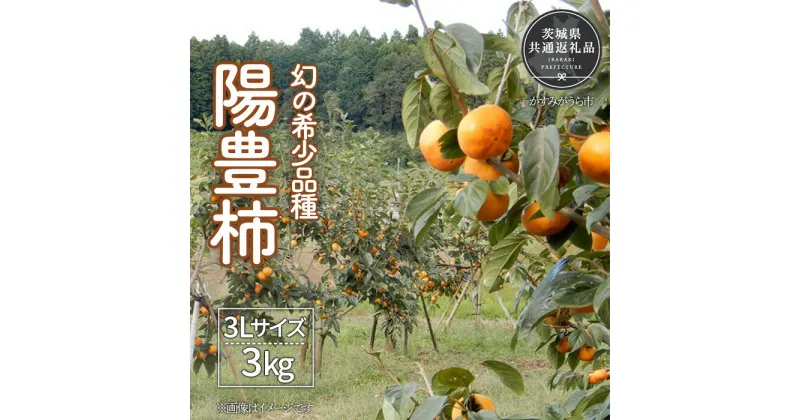 【ふるさと納税】【2024年先行予約】 ＼大玉秀品／有機肥料を中心に栽培された幻の高級柿「陽豊柿」3kg（10～12玉）朝どり産地直送（茨城県共通返礼品・かすみがうら市産）