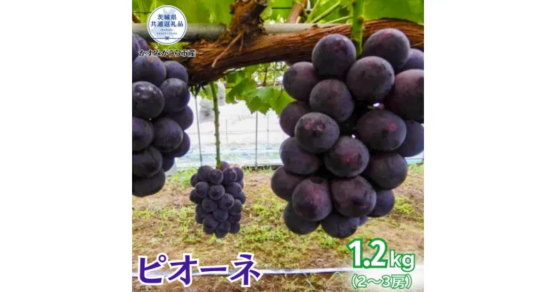 【ふるさと納税】【2025年先行予約】ピオーネ 1.2kg（2 ～ 3房）（茨城県共通返礼品・かすみがうら市産）