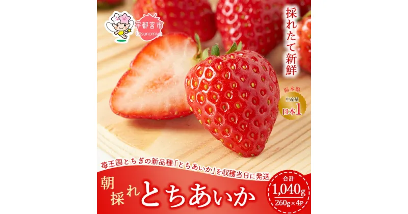 【ふるさと納税】【先行予約】採れたて新鮮 栃木のいちご とちあいか | いちご 栃木 とちあいか 甘い 糖度 旬 新鮮 フルーツ 果物 アレンジ スイーツ　※北海道・沖縄・離島への配送不可　※2025年1月下旬～3月上旬頃に順次発送予定