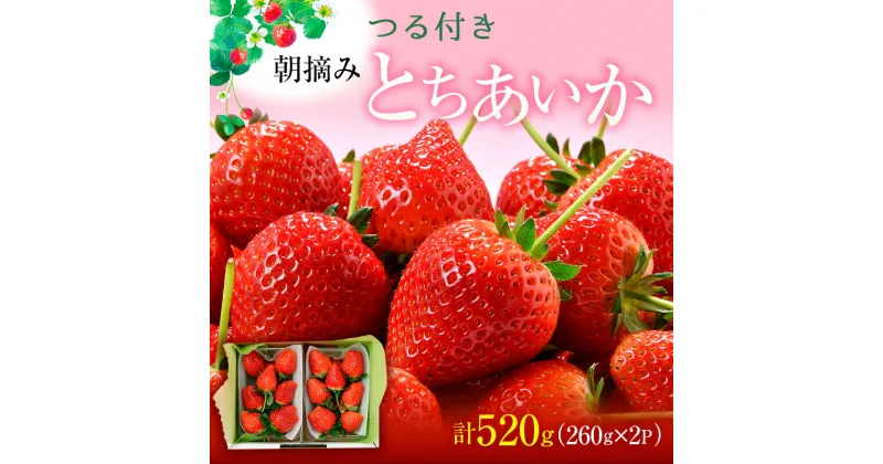 【ふるさと納税】つる付き とちあいか 2パック箱（2月上旬～中旬発送） いちご 果物 フルーツ 苺 イチゴ くだもの 朝取り 新鮮 美味しい 甘い　お届け：2025年2月1日～2月20日まで