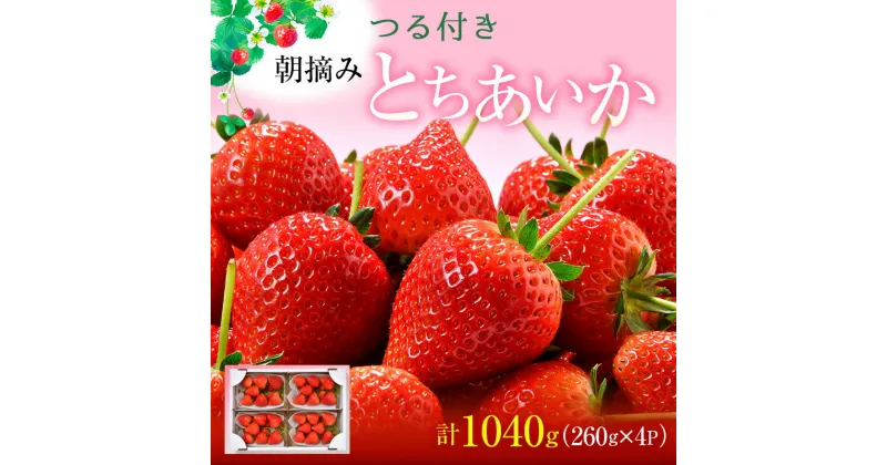 【ふるさと納税】つる付き とちあいか 4パック（1月中旬～1月下旬発送） いちご 果物 フルーツ 苺 イチゴ くだもの 朝取り 新鮮 美味しい 甘い　お届け：2025年1月15日～1月31日まで