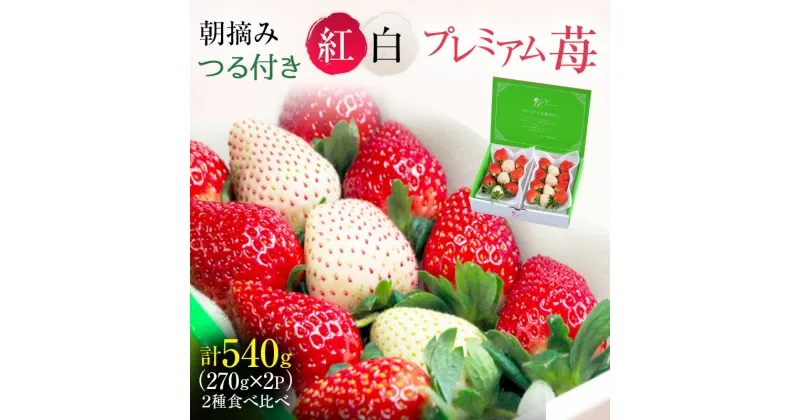 【ふるさと納税】つる付き 紅白プレミアム苺 2パック （3月～5月発送） いちご 果物 フルーツ 苺 イチゴ くだもの とちあいか ミルキーベリー 朝取り 新鮮 美味しい 甘い　お届け：2025年3月1日～5月10日まで