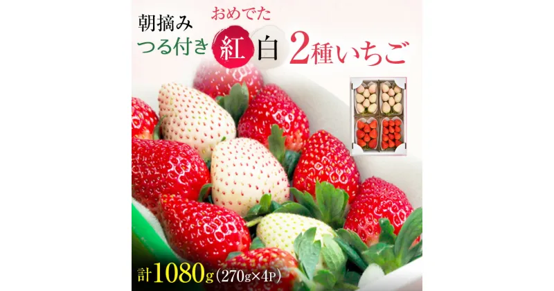 【ふるさと納税】おめでた紅白2種いちご 4パック （12下旬～1月上旬発送） いちご 果物 フルーツ 苺 イチゴ くだもの とちあいか ミルキーベリー 朝取り 新鮮 美味しい 甘い　お届け：2024年12月20日～2025年1月15日まで