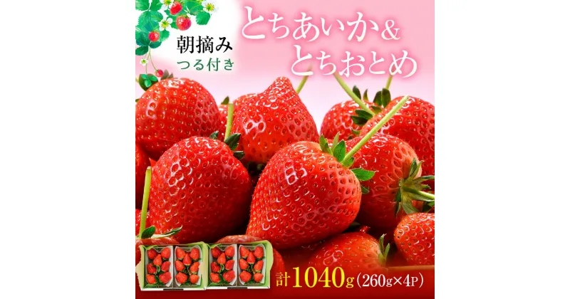 【ふるさと納税】あいか×おとめハーフ＆ハーフ 4パック （1月中旬～1月下旬発送） いちご 果物 フルーツ 苺 イチゴ くだもの とちあいか とちおとめ 朝取り 新鮮 美味しい 甘い　お届け：2025年1月15日～1月31日まで