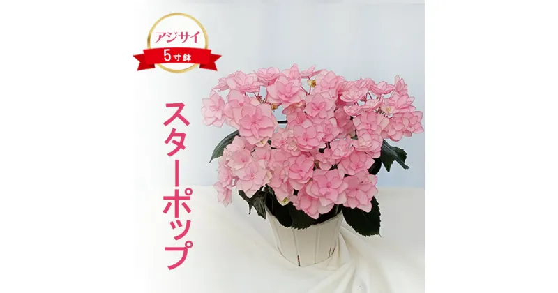 【ふるさと納税】アジサイ スターポップ 2025年4月下旬～発送予定 花 あじさい 紫陽花 5寸鉢 八重咲 ギフト 鹿沼市 栃木県　お届け：2025年4月20日～5月20日まで