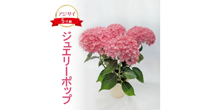 【ふるさと納税】アジサイ ジュエリーポップ 2025年4月下旬～発送予定 花 紫陽花 5寸鉢 八重咲 ギフト 鹿沼市 栃木県　お届け：2025年4月20日～5月20日まで