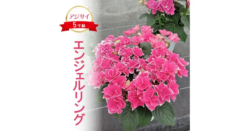 【ふるさと納税】アジサイ エンジェルリング 2025年4月下旬～発送予定 花 あじさい 紫陽花 5寸鉢 ギフト 鹿沼市 栃木県　お届け：2025年4月20日～5月20日まで