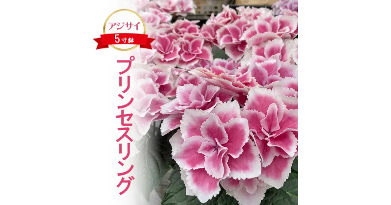 【ふるさと納税】アジサイ プリンセスリング 2025年4月下旬～発送予定 花 あじさい 紫陽花 5寸鉢 ギフト 鹿沼市 栃木県　お届け：2025年4月20日～5月20日まで