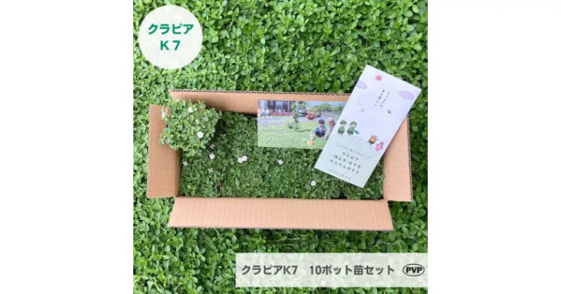 【ふるさと納税】グランドカバー植物「クラピアK7」10ポット苗セット【お申込書返信後、ご希望日に合わせて発送】【1339000】