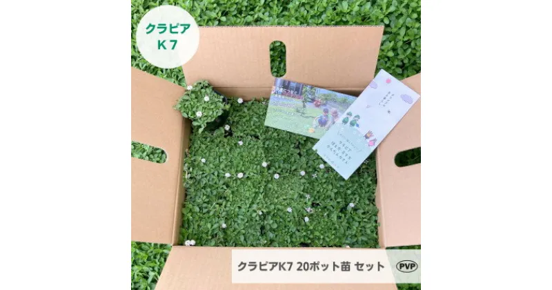 【ふるさと納税】グランドカバー植物「クラピアK7」20ポット苗セット【お申込書返信後、ご希望日に合わせて発送】【1339002】