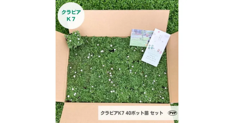 【ふるさと納税】グランドカバー植物「クラピアK7」40ポット苗セット【お申込書返信後、ご希望日に合わせて発送】【1339009】