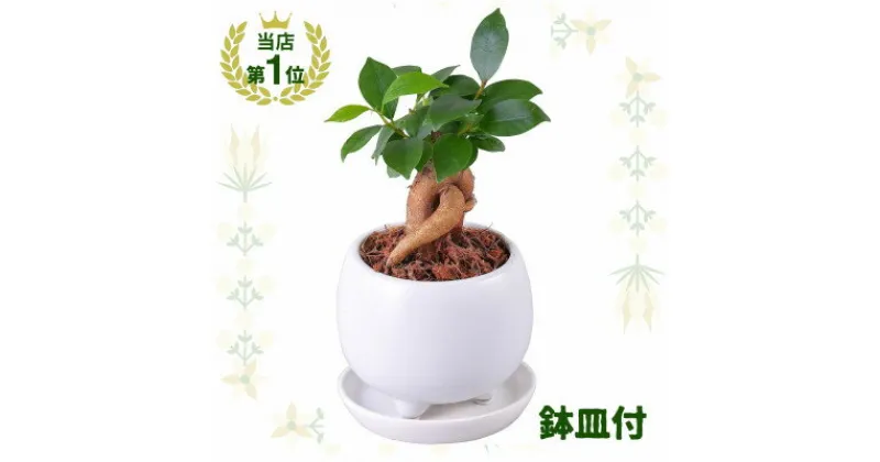 【ふるさと納税】観葉植物 ミニ ガジュマル 陶器 鉢植【1492827】