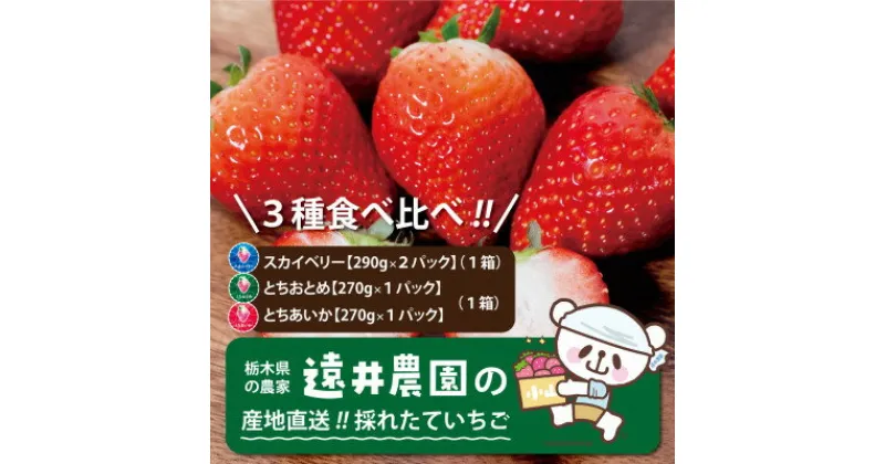 【ふるさと納税】栃木県産のいちご3種食べ比べ|スカイベリー2パック(1箱)・とちおとめ・とちあいか各1パック(1箱)【配送不可地域：離島】【1518934】