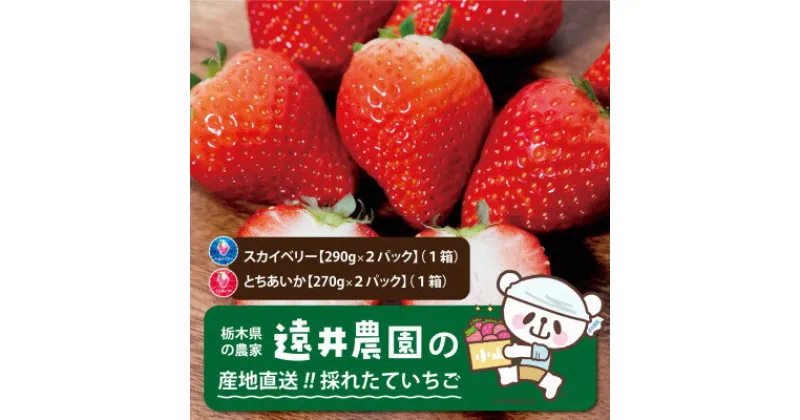 【ふるさと納税】栃木県産のいちご2種食べ比べ|スカイベリー2パック(1箱)・とちあいか2パック(1箱)【配送不可地域：離島】【1518935】