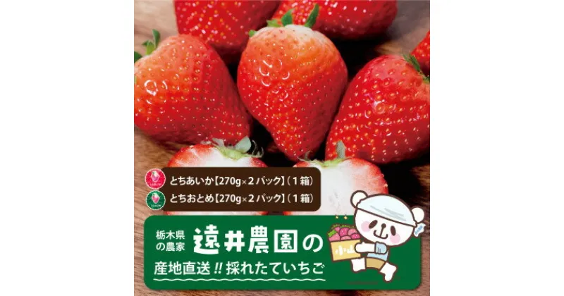 【ふるさと納税】栃木県産のいちご2種食べ比べ|とちおとめ2パック(1箱)+とちあいか2パック(1箱)【配送不可地域：離島】【1518937】