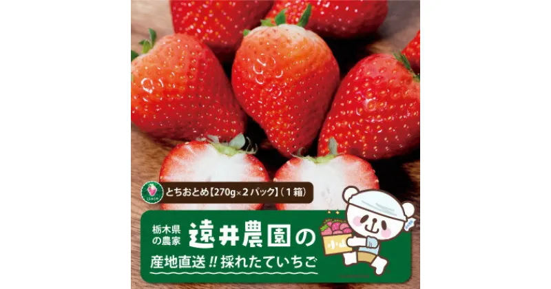 【ふるさと納税】産地直送!!栃木県遠井農園の美味しいとちおとめ【270g×2パック(1箱)】【配送不可地域：離島】【1518938】